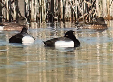 Tufted Duck x scaup sp. (hybrid) - Matt Yawney