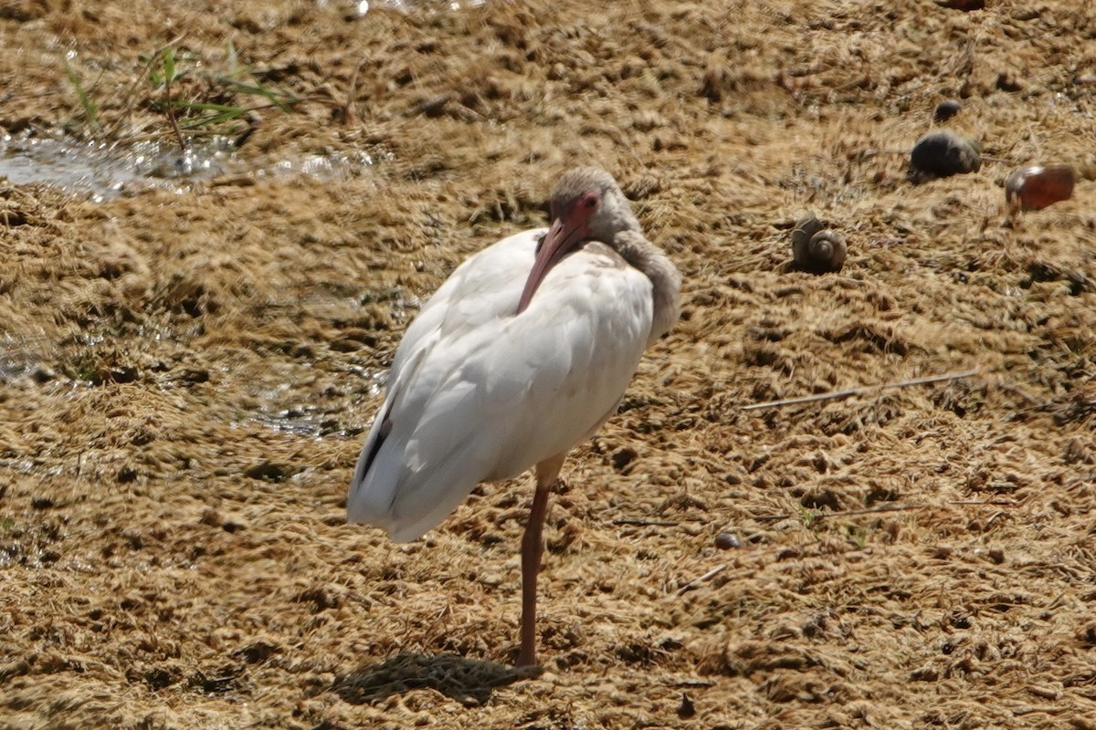 White Ibis - ML618650866