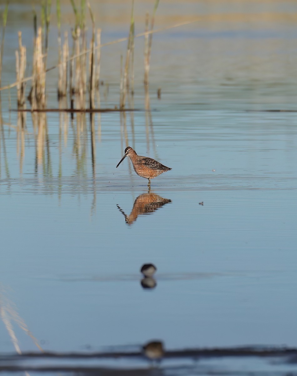 Long-billed Dowitcher - Matt Yawney