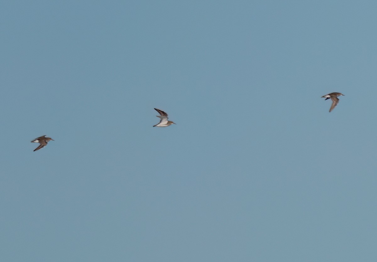 Pectoral Sandpiper - Matt Yawney