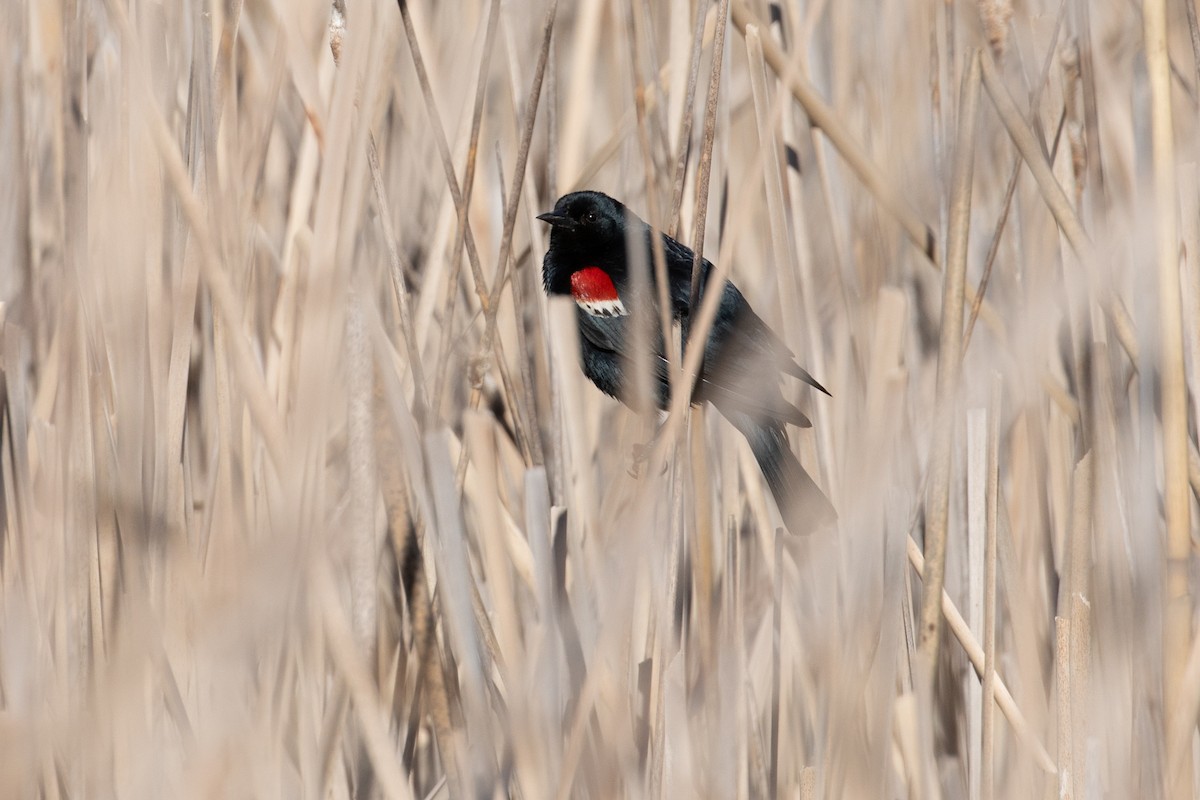 Tricolored Blackbird - ML618650899