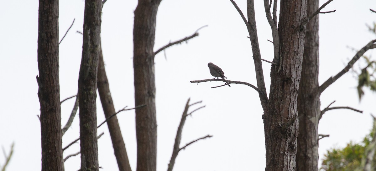 Townsend's Solitaire - ML618650930