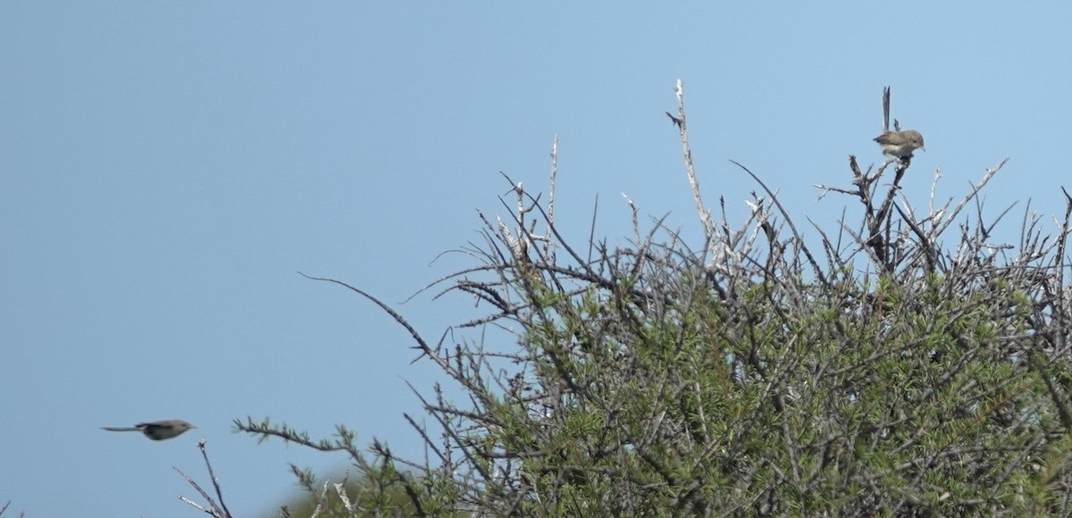 Weißflügel-Staffelschwanz (leucopterus/edouardi) - ML618650937