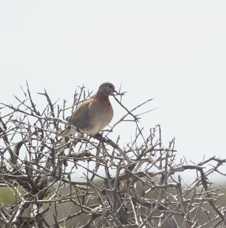 Tórtola Senegalesa - ML618650974