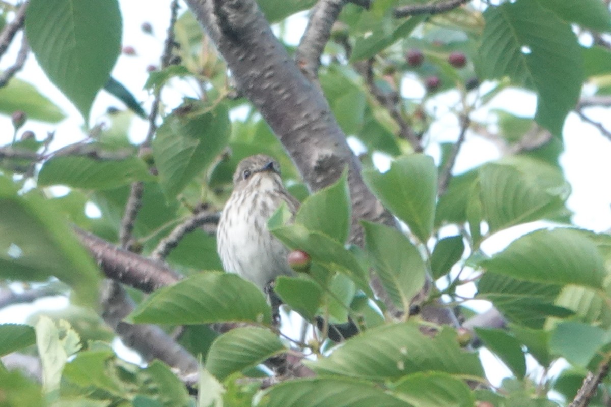 Gray-streaked Flycatcher - ML618650975