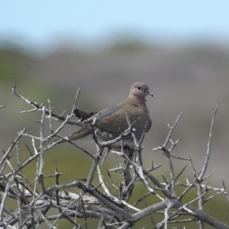 Tórtola Senegalesa - ML618650977