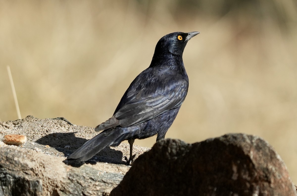 Pale-winged Starling - Anthony Schlencker