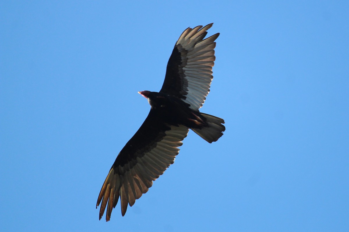 Turkey Vulture - ML618650994