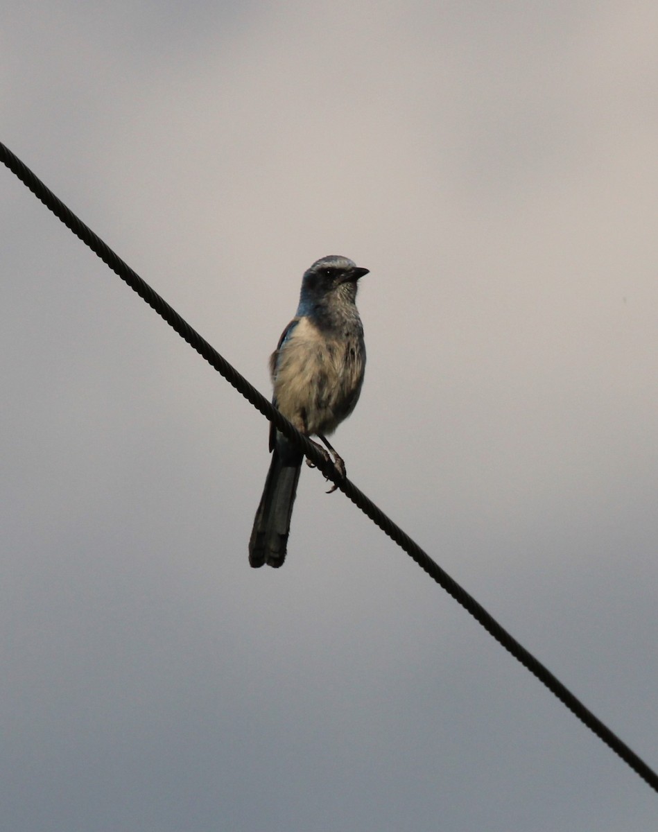 Florida Scrub-Jay - ML618651016