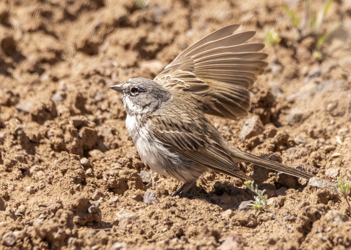 Sagebrush Sparrow - Lothair Pendleton
