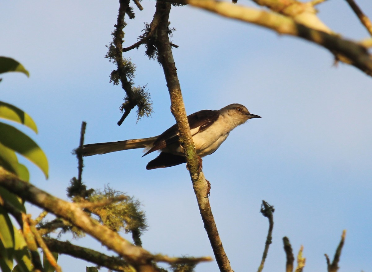 Northern Mockingbird - ML618651039