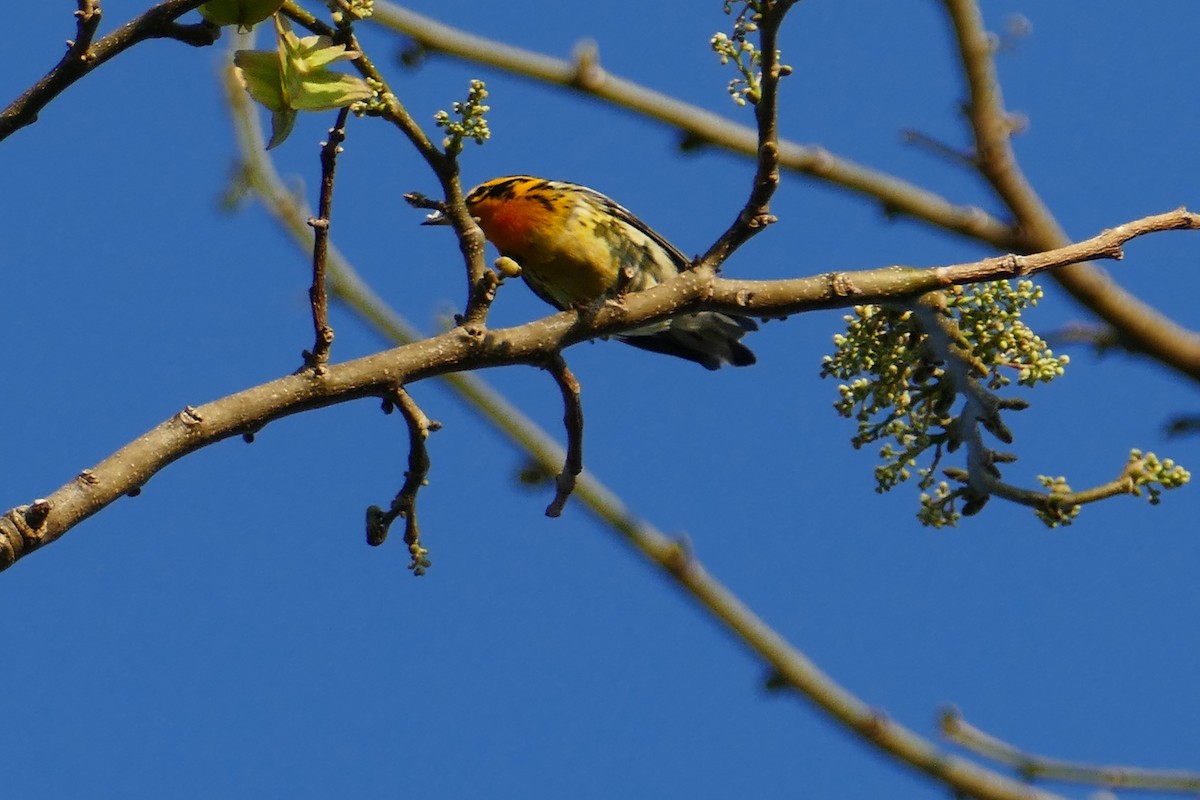 Blackburnian Warbler - Andrea Diamond