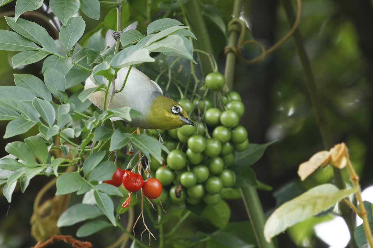 Silvereye - ML618651055