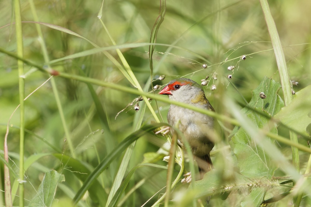 Red-browed Firetail - ML618651069