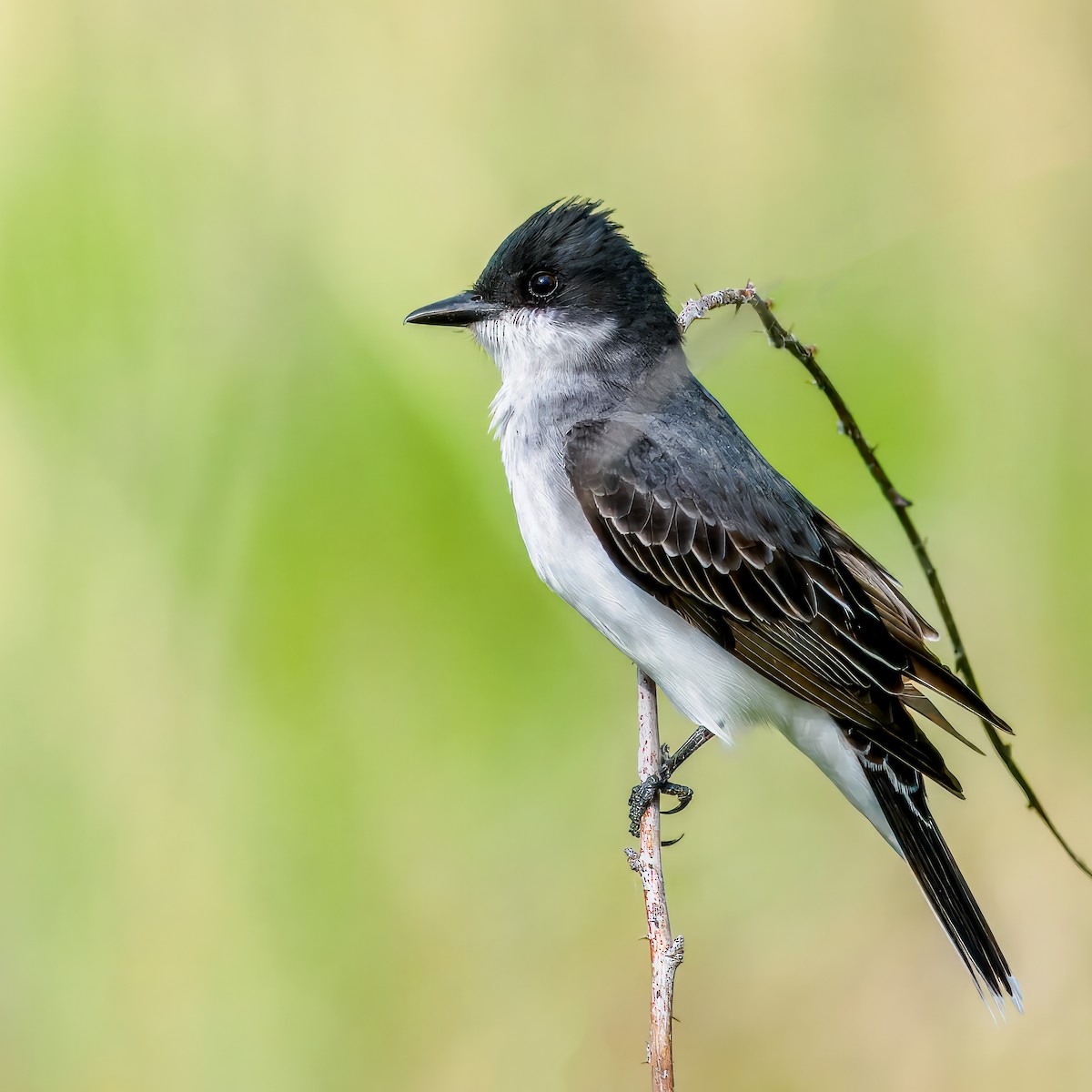 Eastern Kingbird - Steven Meisel