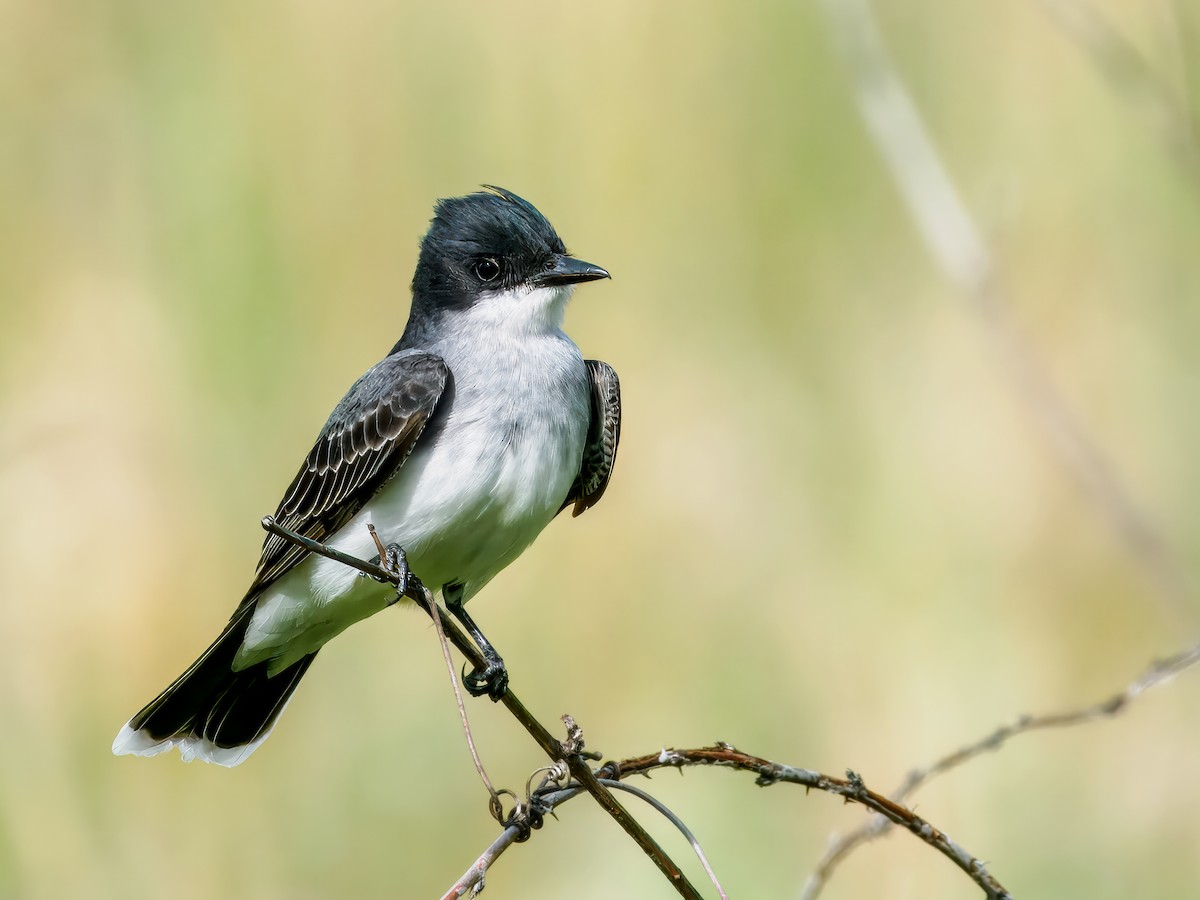 Eastern Kingbird - Steven Meisel