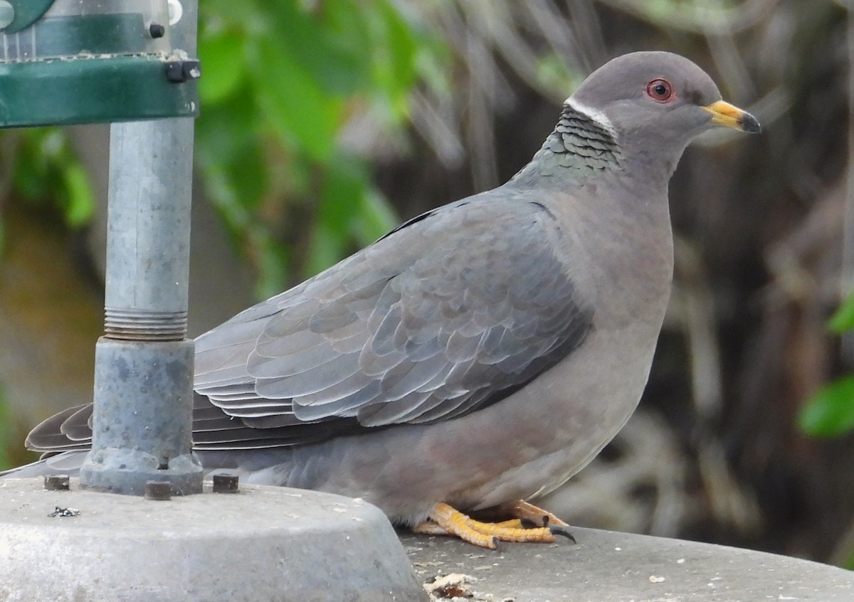Band-tailed Pigeon - Lauri Taylor