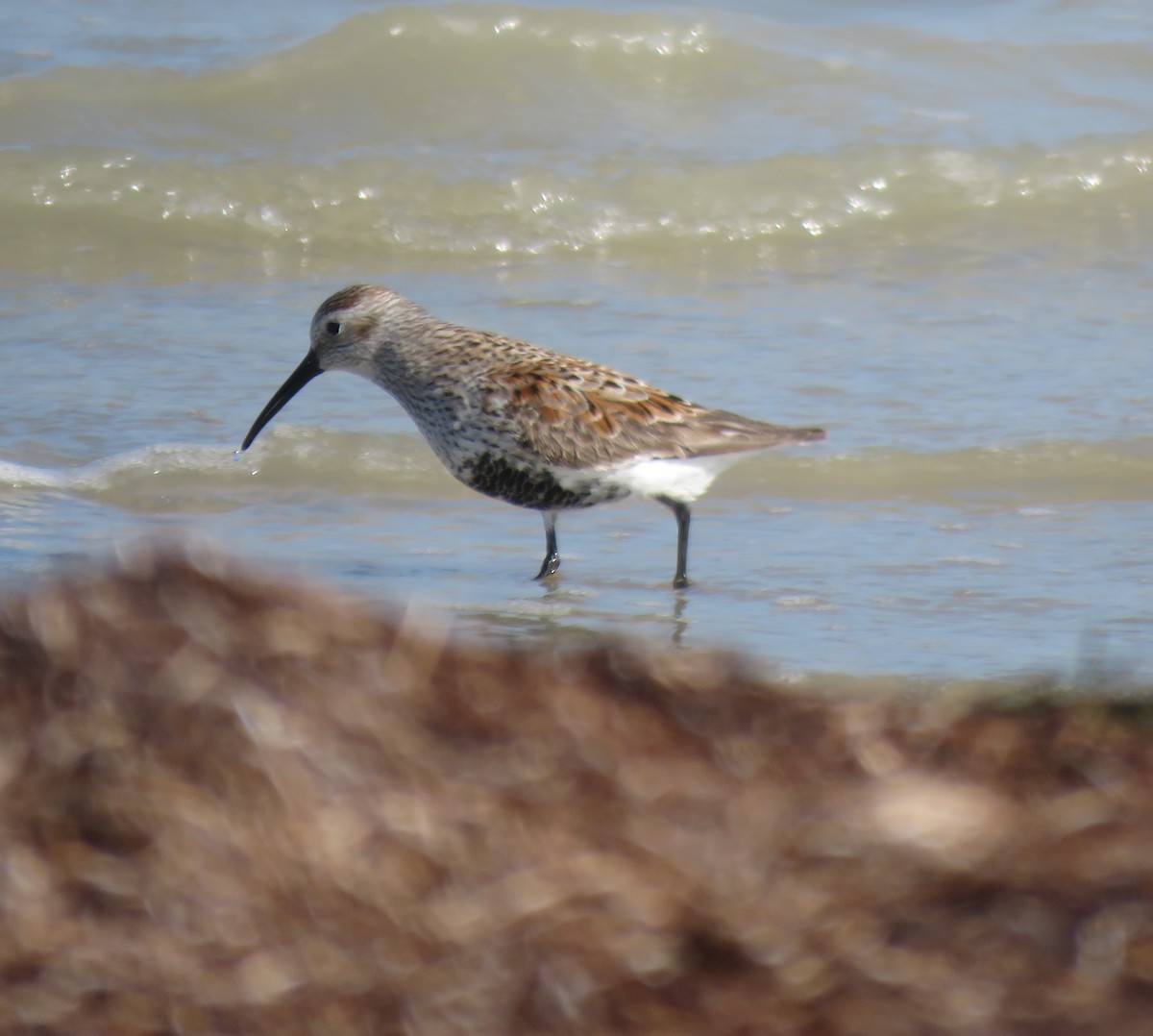 Dunlin - Guiller Mina