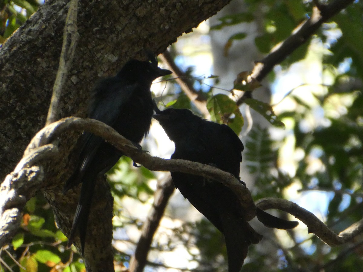 Sorguçlu Drongo - ML618651103