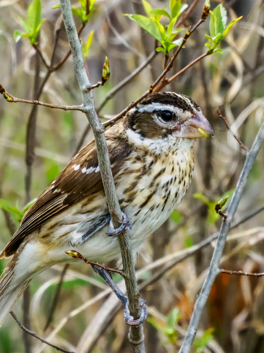 Rose-breasted Grosbeak - Steven Meisel