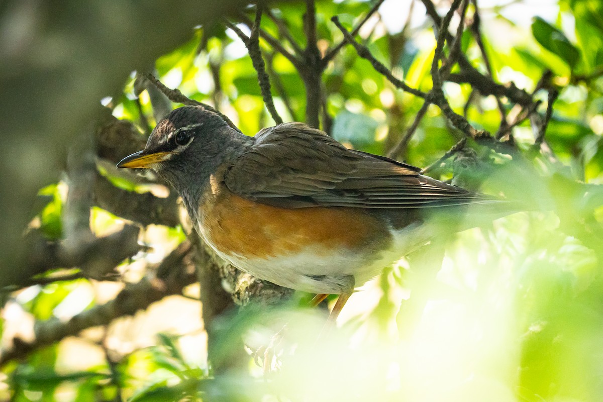 Eyebrowed Thrush - Phillip K