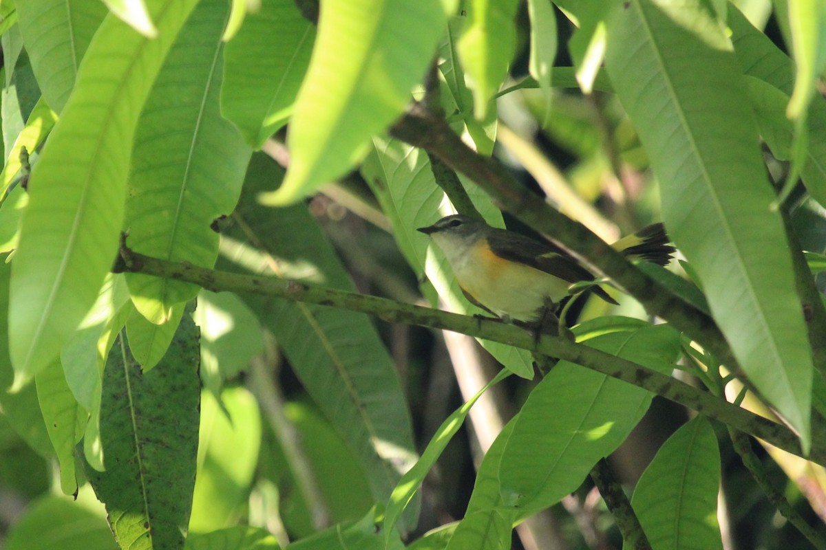 American Redstart - Connor Thomas