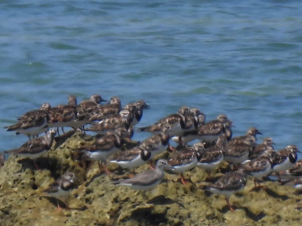 Gray-tailed Tattler - Diane Bricmont