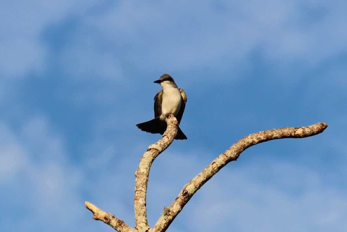 Gray Kingbird - Connor Thomas