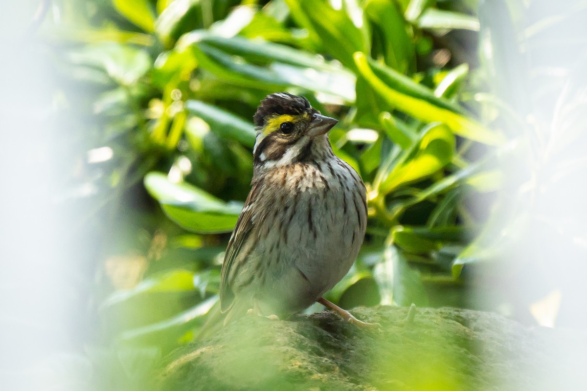Yellow-browed Bunting - ML618651154