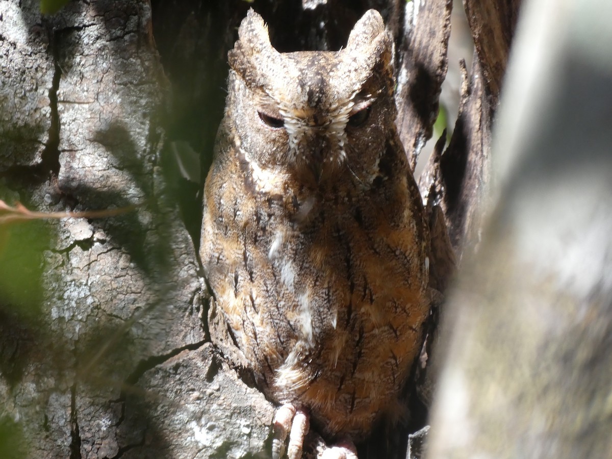 Madagascar Scops-Owl - Ashok Kalburgi