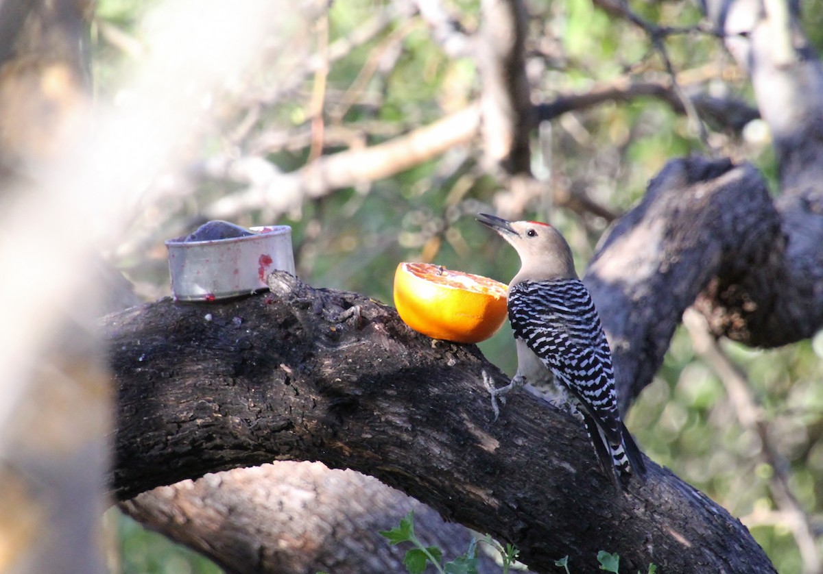 Gila Woodpecker - ML618651172