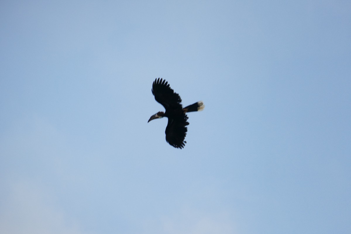 Black-casqued Hornbill - Andrea Diamond