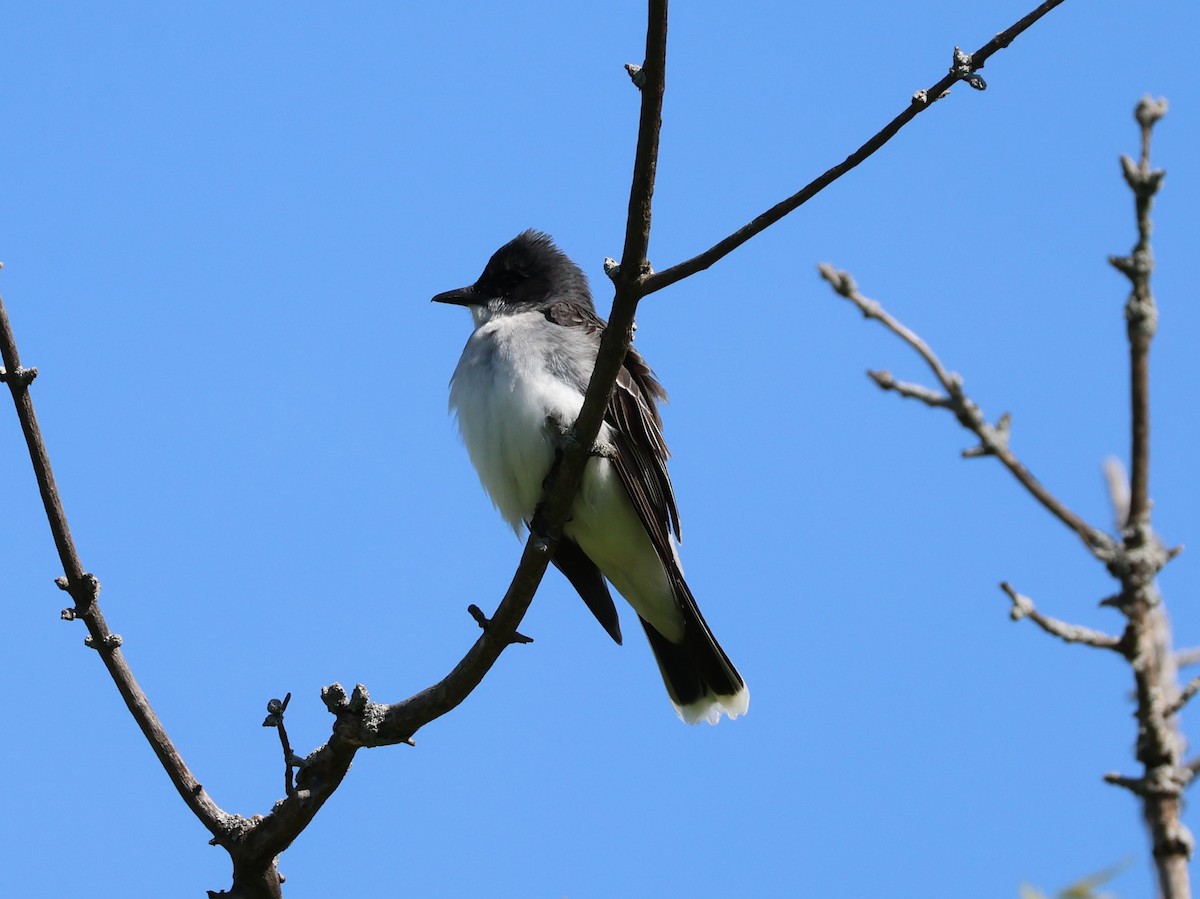 Eastern Kingbird - Ed Lavender