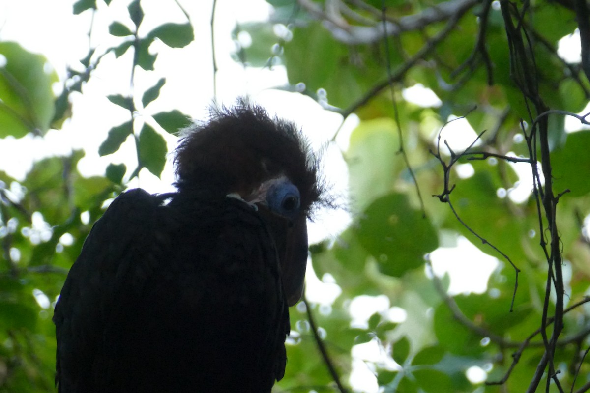 Black-casqued Hornbill - Andrea Diamond