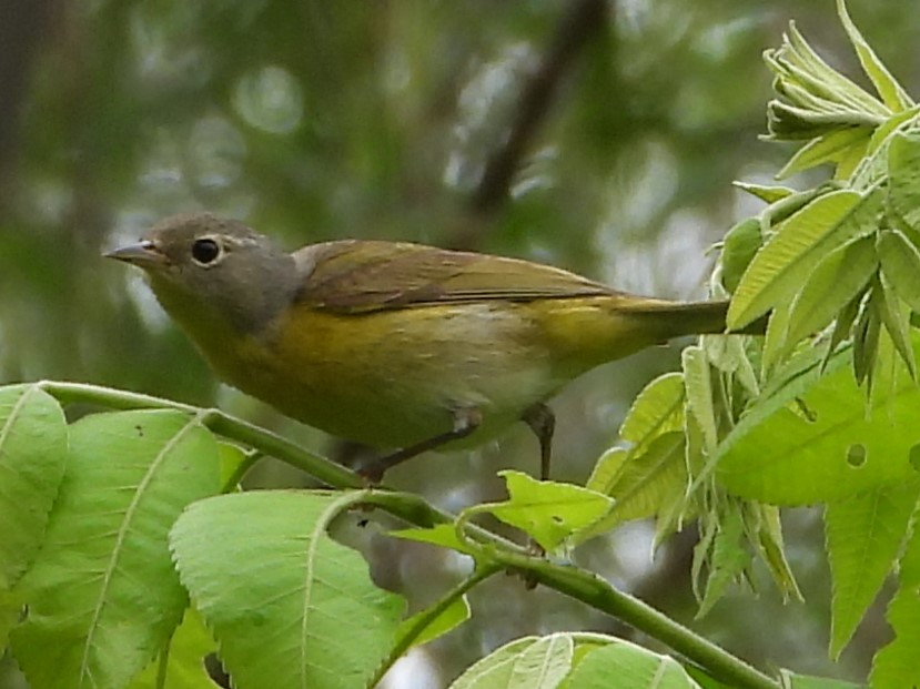 Nashville Warbler - ML618651256