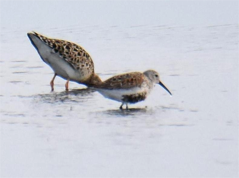 Dunlin - Zachary Peterson