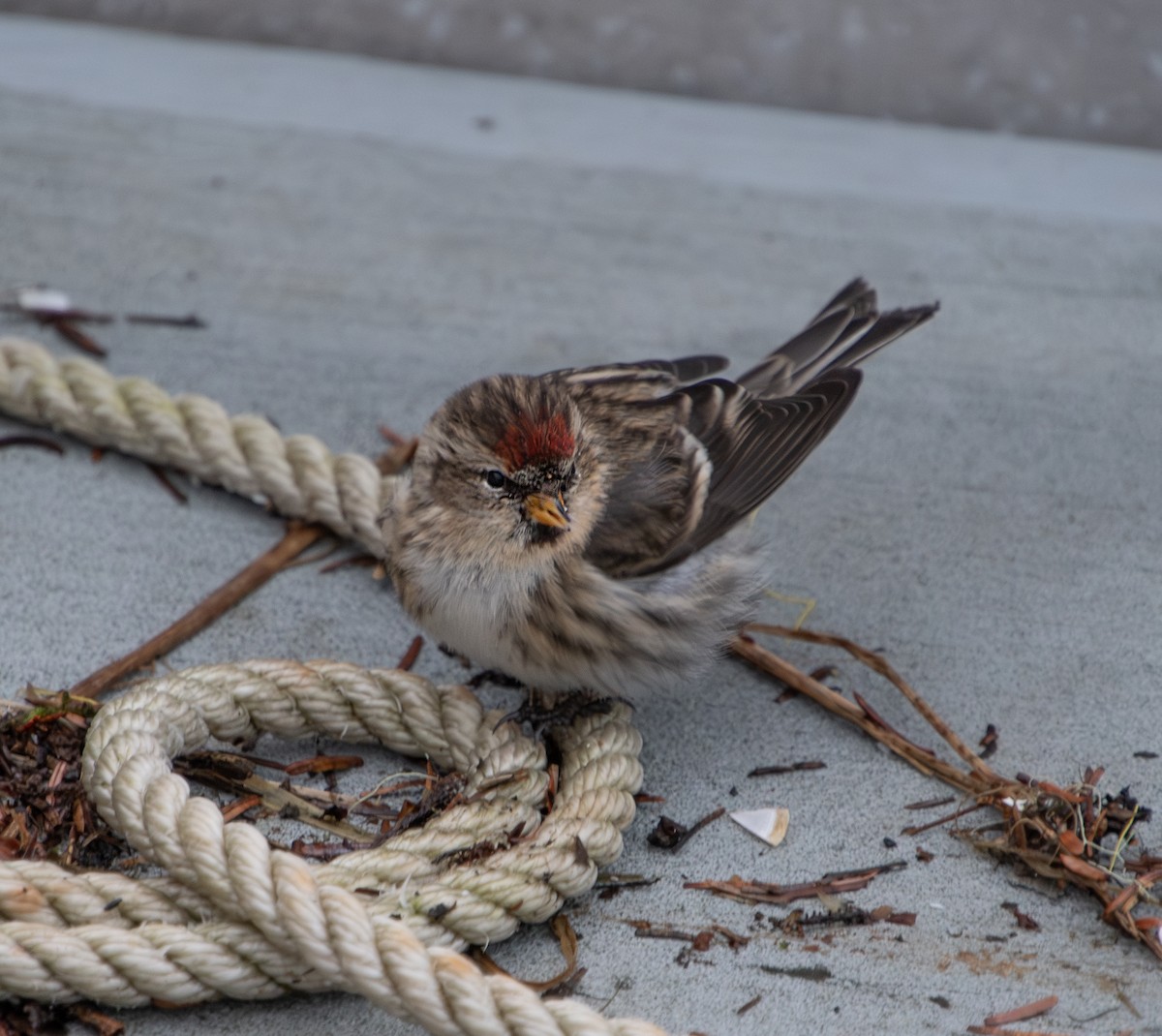 Redpoll (Common) - ML618651258
