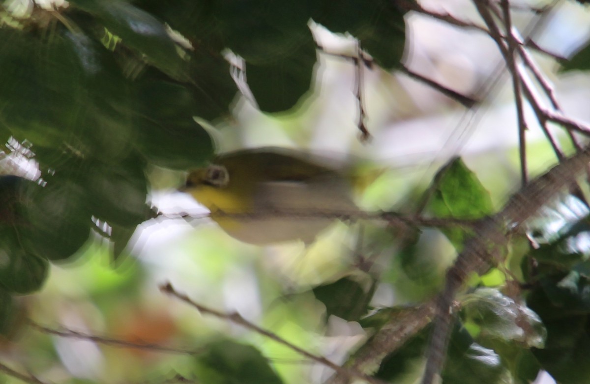 Swinhoe's White-eye - ML618651274