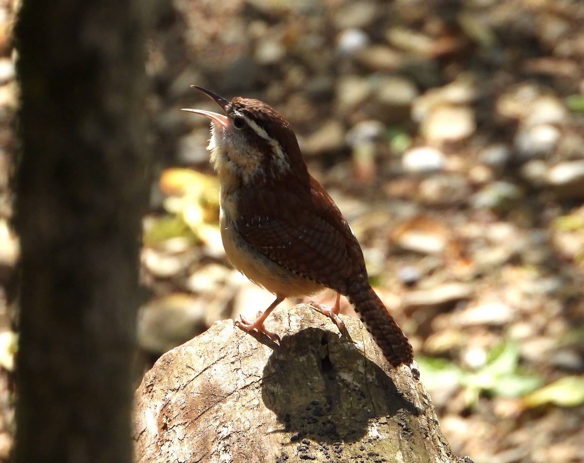 Carolina Wren - ML618651285