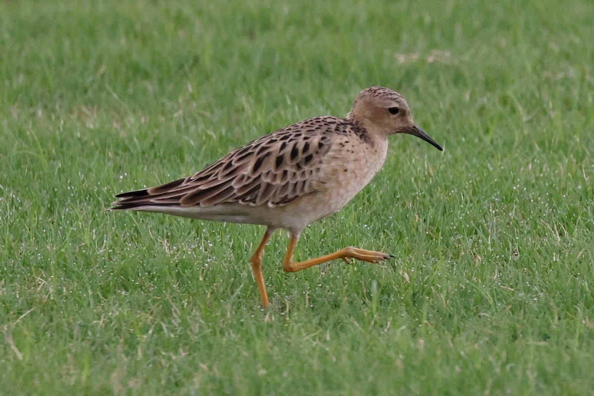 Buff-breasted Sandpiper - Ginger Spinelli