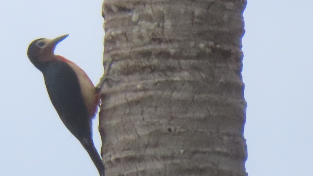 Puerto Rican Woodpecker - Gregory Allen