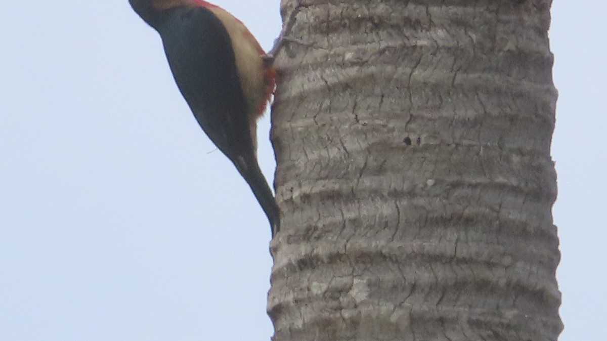 Puerto Rican Woodpecker - Gregory Allen
