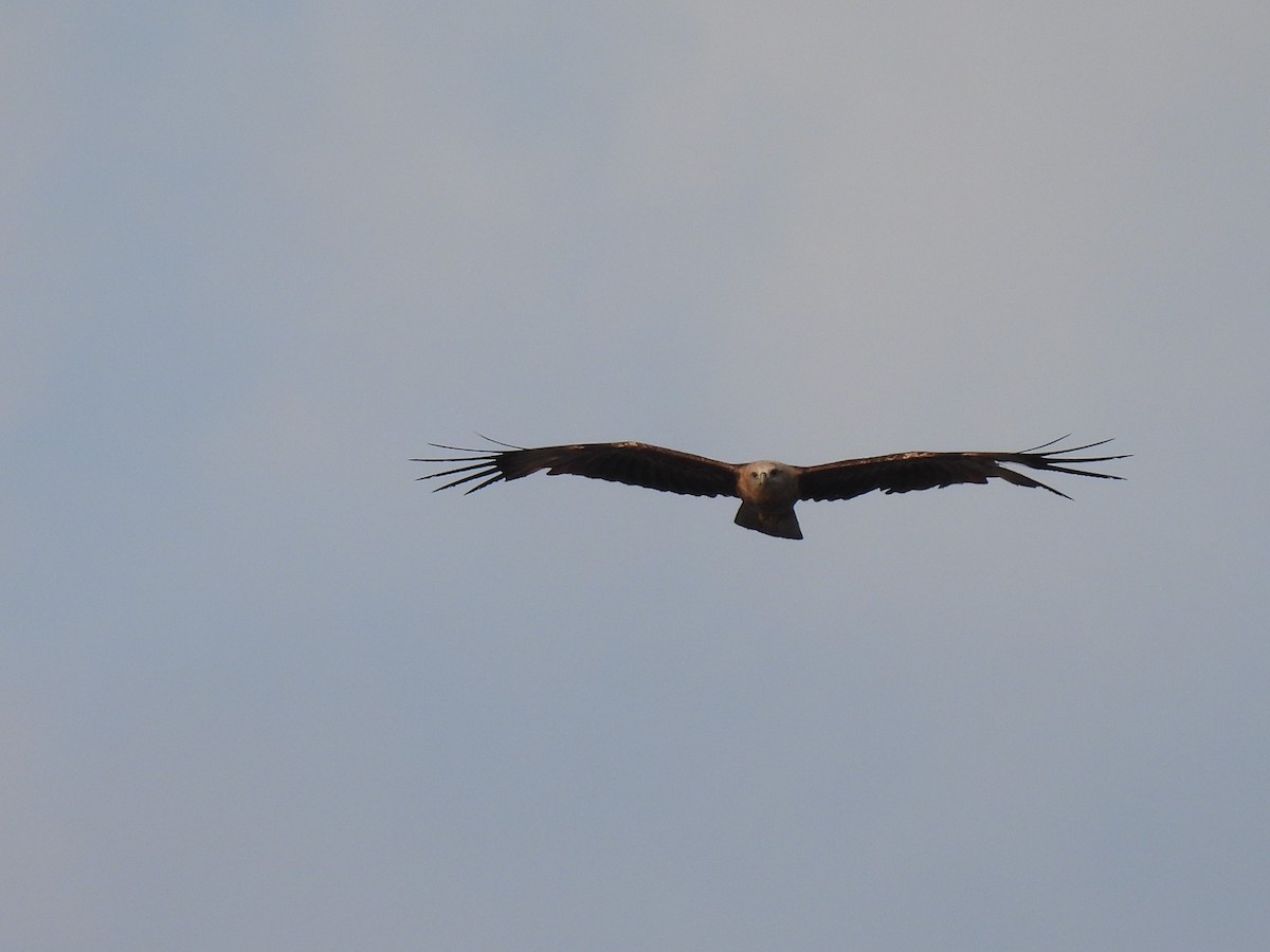 Brahminy Kite - Diane Bricmont