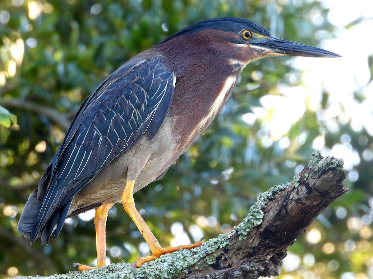 Green Heron - ML618651322