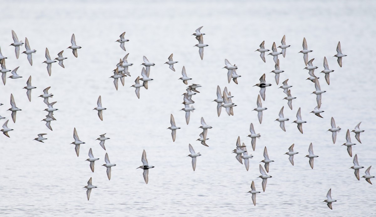 Western Sandpiper - ML618651335