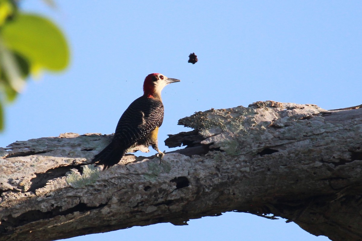 Jamaican Woodpecker - Connor Thomas