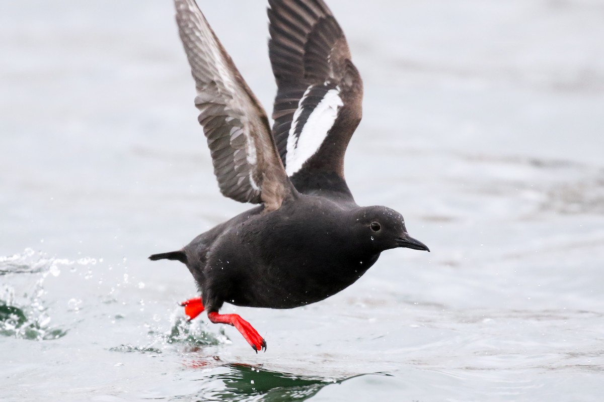 Pigeon Guillemot - Hannah Toutonghi