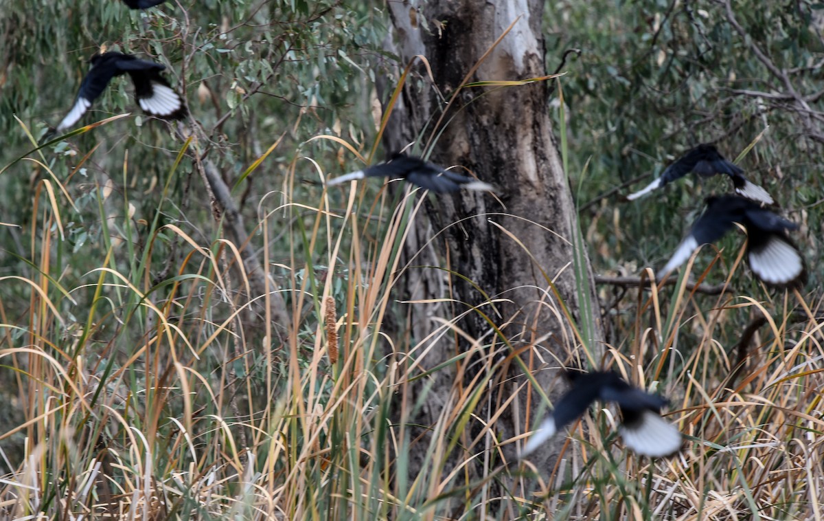 White-winged Chough - ML618651361