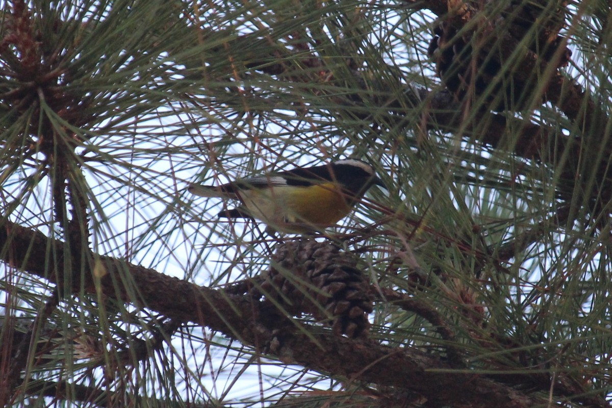 Sucrier à ventre jaune - ML618651393