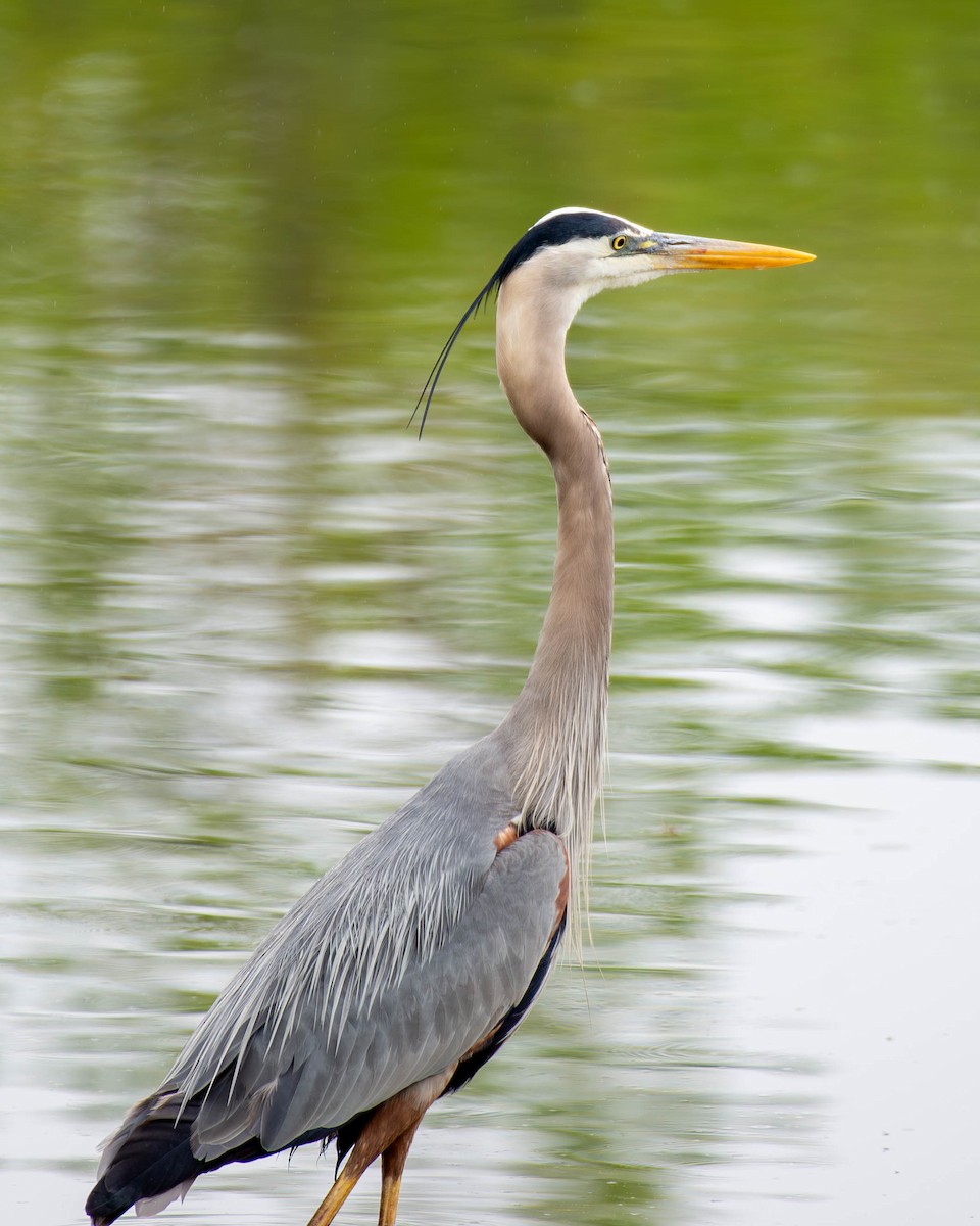 Great Blue Heron - ML618651408